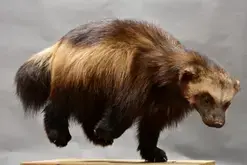 Visite guidée de l’exposition « Les animaux s’emparent du musée »