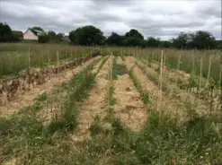 Visites guidées de la pépinières Aux fruitiers généreux