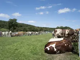 Le Département participe à l'animation des comices sarthois