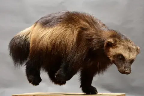 Visite guidée de l’exposition « Les animaux s’emparent du musée »