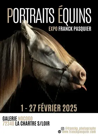 Exposition. Portraits équins.Franck Paquier