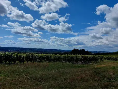 Visite guidée du vignoble de Jasnières et Coteaux du Loir