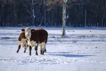 Journée mondiale du climat, le Département s’engage pour une Sarthe durable